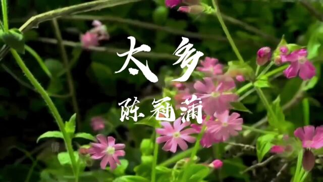 陈冠蒲《太多》经典歌曲乌龙闯情关片尾曲