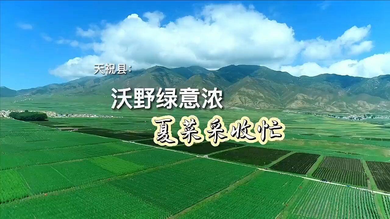 这里是甘肃ⷨ熩⑼天祝:沃野绿意浓 夏菜采收忙