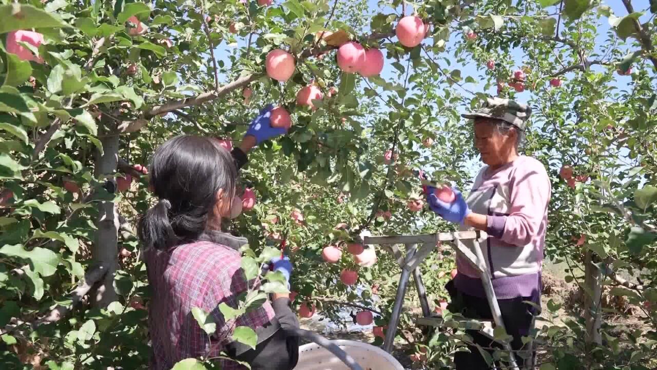 子长:客商引进来 拓宽销售渠道兴产业