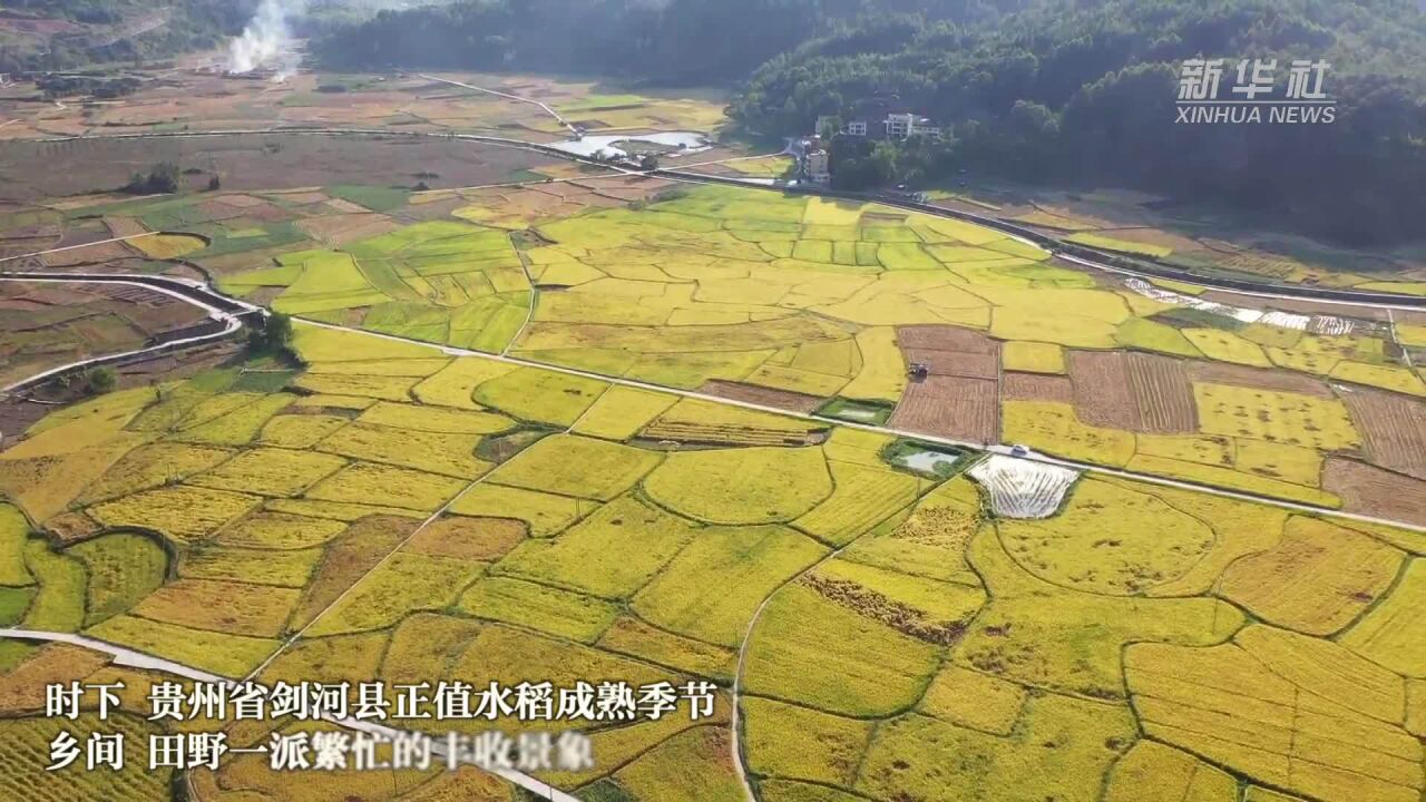 贵州剑河:田间“丰”景美如画