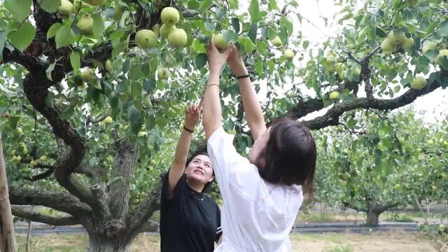 砀山:酥梨迎丰收 梨农销售忙