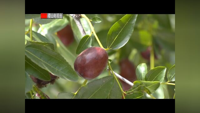 板枣成熟季 枣农采收忙