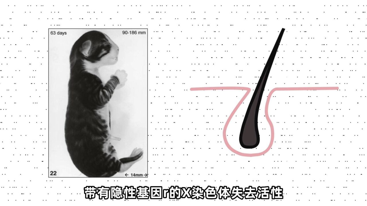 橘猫这么可爱,它的花纹哪来的?