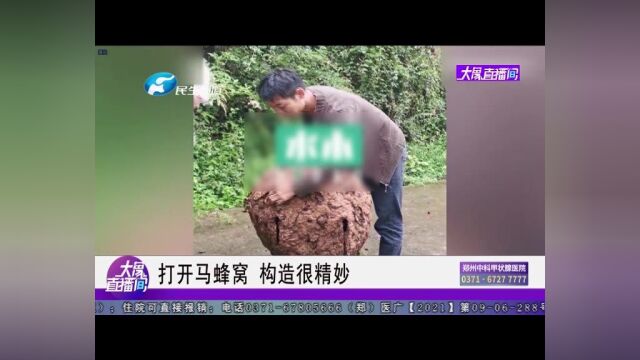 打开马蜂窝,构造很精妙