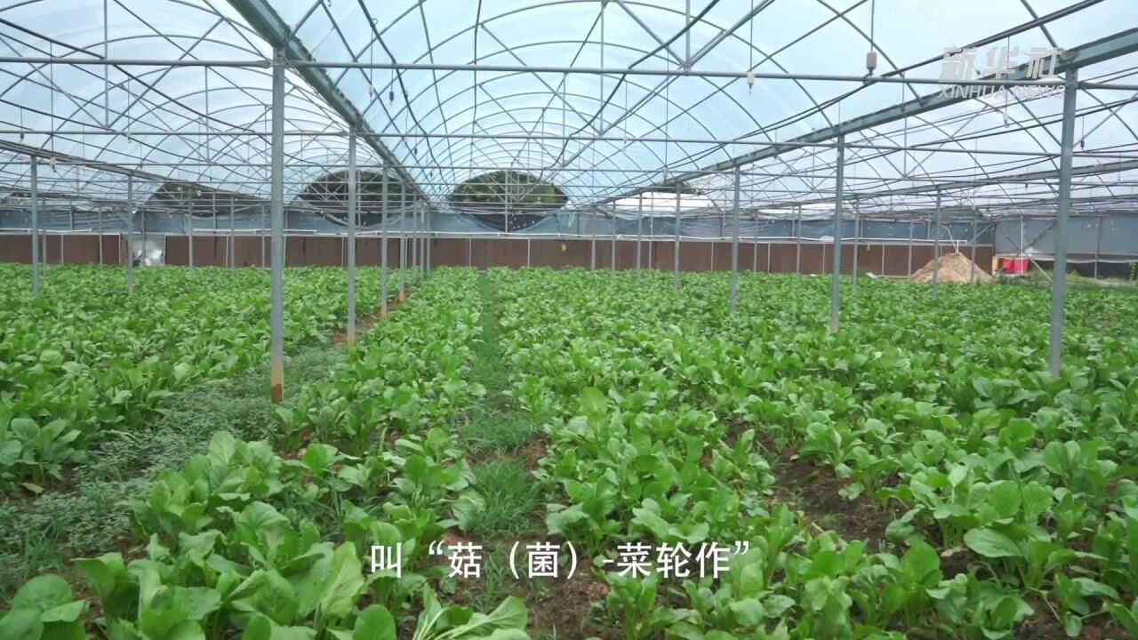 海南白沙:丰收不停季 生态移民新村“种下”幸福