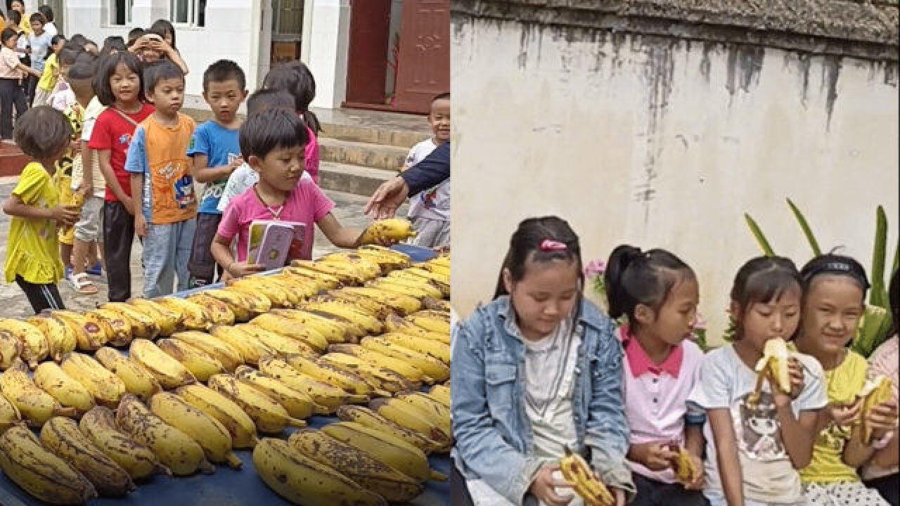 羡慕了!云南一小学芭蕉成熟,老师带领全校学生一起分享