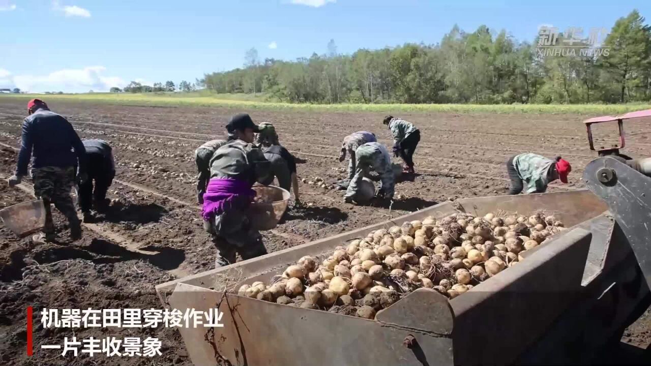 黑龙江黑河:马铃薯增产增收益