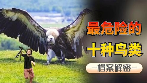 全球危险鸟类：展翅能达7米的猛禽，残忍血腥曾以人为食的冠鹰！