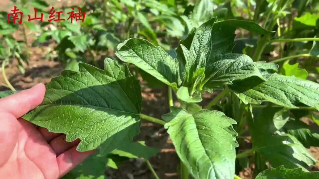 好多人不知道芝麻叶的珍贵?活了30年,我也是今天才知道