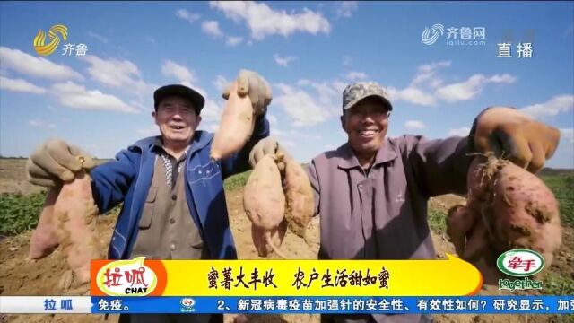 烤地瓜界“扛把子”!齐山蜜薯喜获丰收,农民日子越来越“甜蜜”