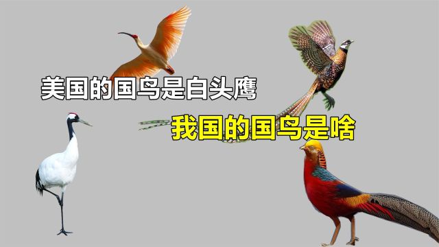 美国国鸟是白头鹰,日本国花是菊花,我国的国鸟、国花、国树是啥