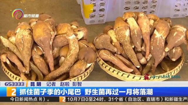 抓住菌子季的小尾巴 野生菌再过一月将落潮