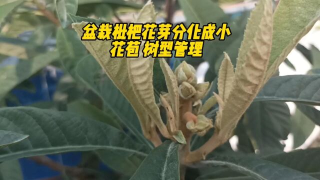 盆栽枇杷花芽分化成小花苞 树型管理