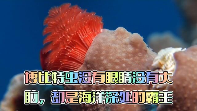 博比特虫没有眼睛没有大脑,却是海洋深处的霸主