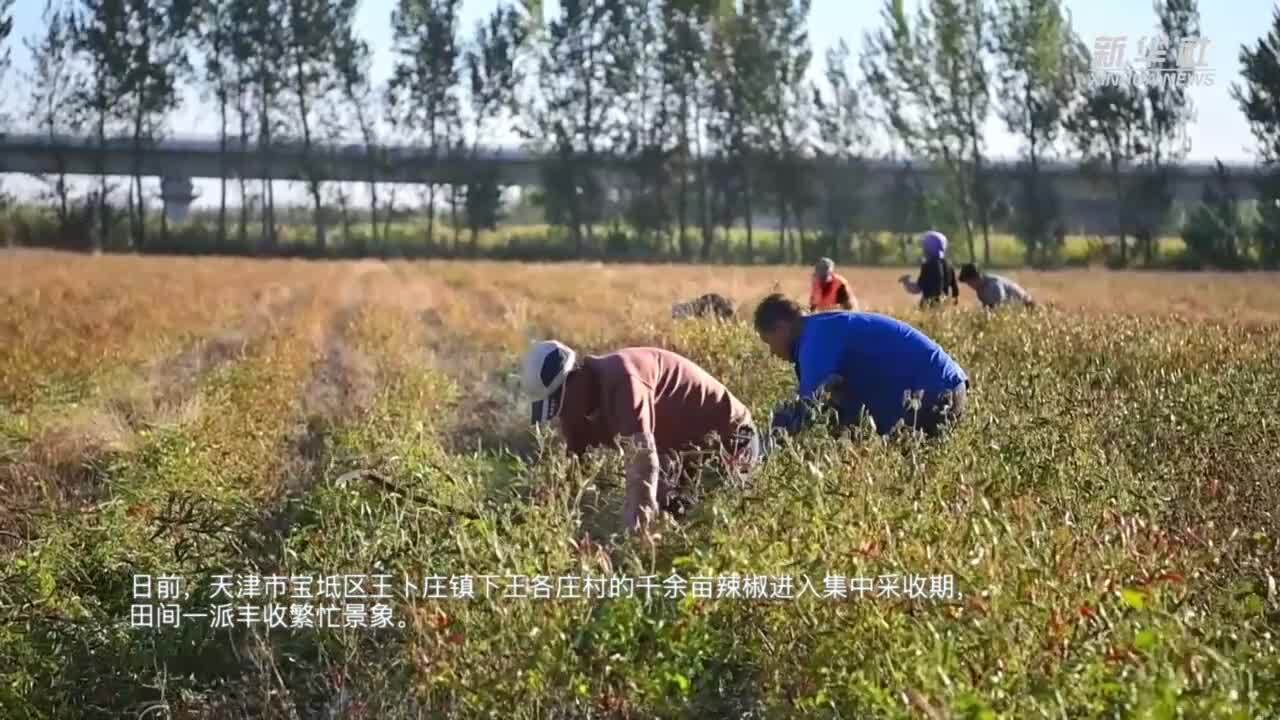 新华全媒+|“三辣之乡”千亩辣椒喜迎丰收