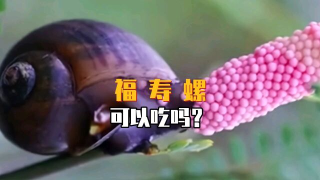 福寿螺可以吃吗?