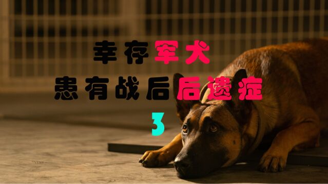 2022年最新上映电影《忠犬》,幸存军犬患有战后后遗症