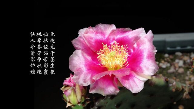 听花开的声音:昙花一现,仙人掌花开延时摄影