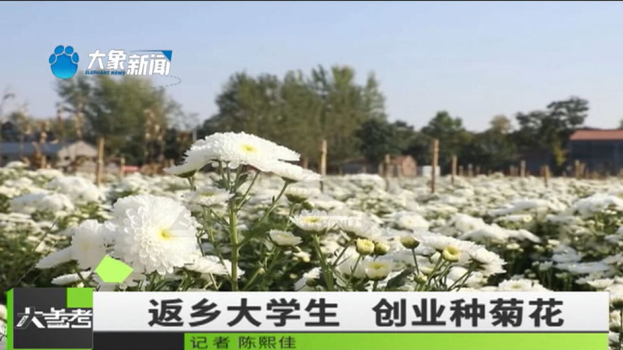 河南商丘:大学生返乡创业种植菊花,还带动周边村民参与进来