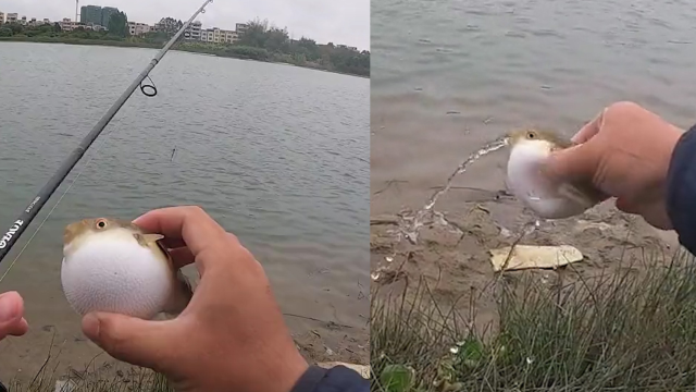 男子钓到河豚抓它痒痒肉,河豚瞬间吐水变瘪,放生前还被猛踢一脚