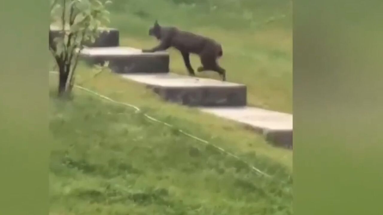 研究人员公布首例黑色加拿大猞猁视频