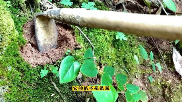 今天去挖了一把云南野生白背兔耳:叶下花,民间用来专治腰痛等