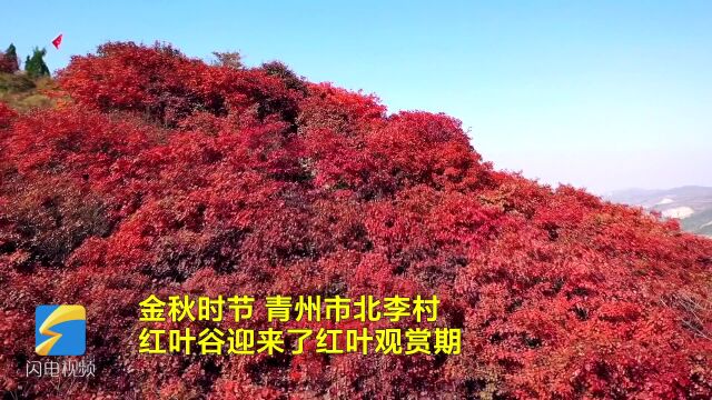 青州红叶谷色彩斑斓 满山红叶黄栌灿烂如霞