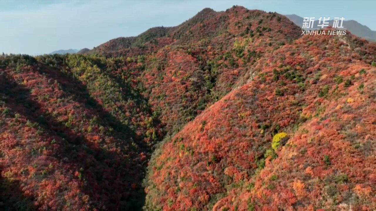 秋到王屋山 看漫山红叶醉秋色