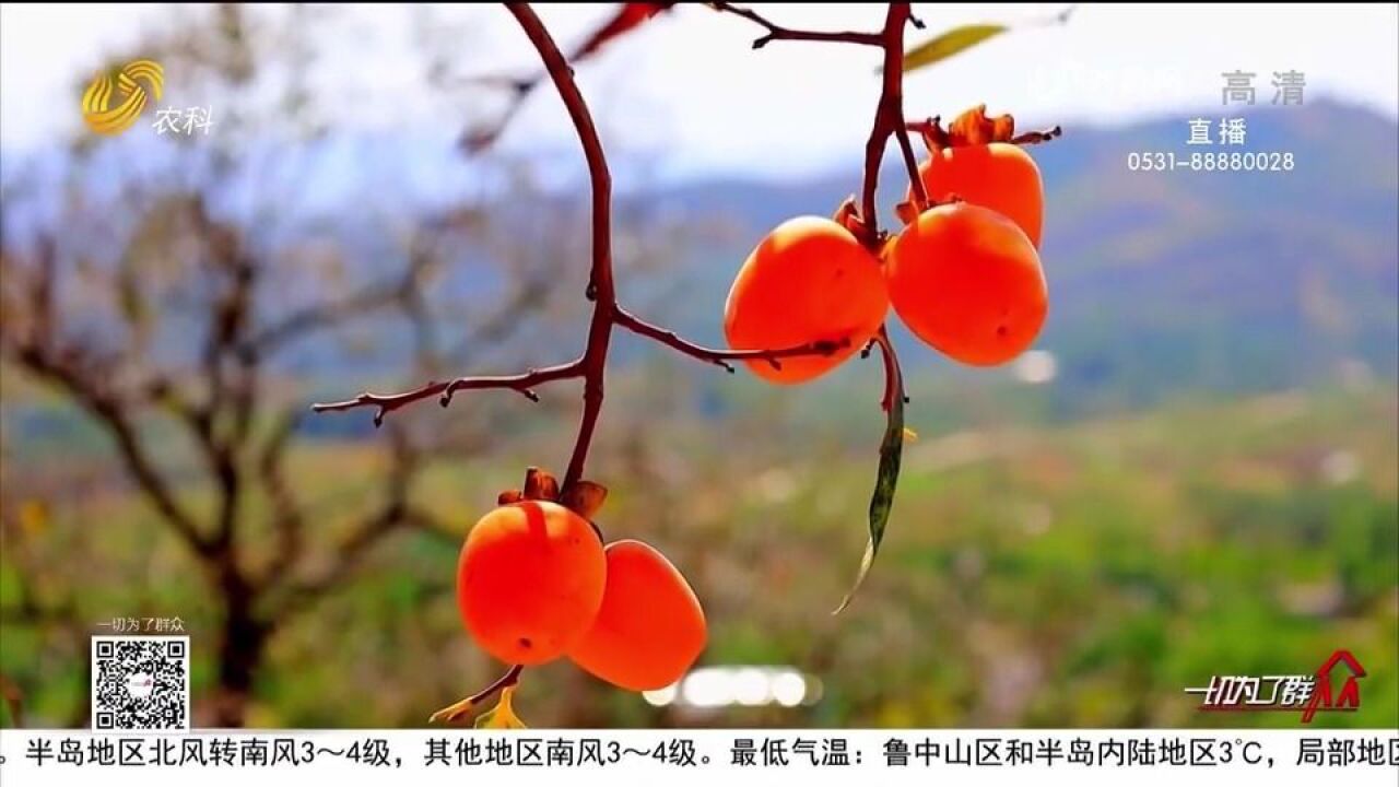 火红柿子高高挂,宛如一个个小灯笼!邹城凤凰山上一派丰收景象