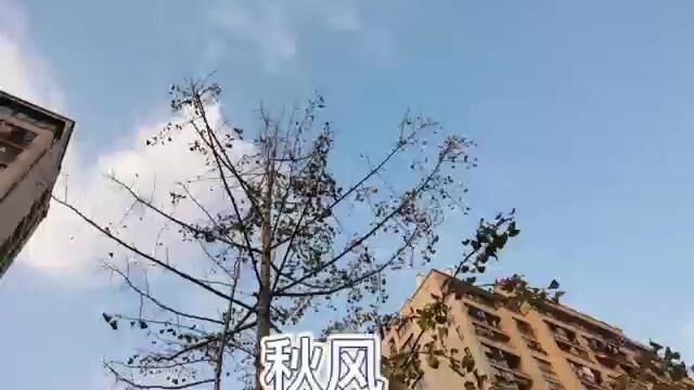 秋日落叶与美景