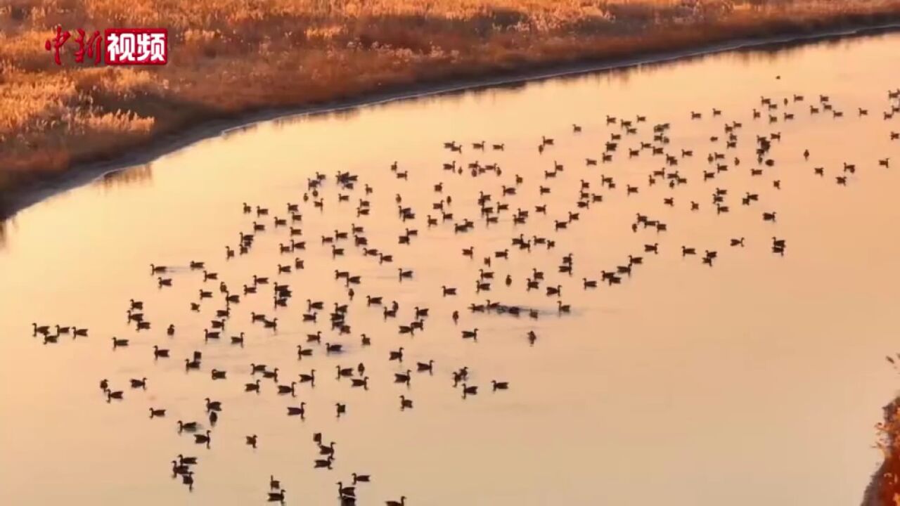 宁夏平罗:越冬候鸟绘就湿地秋韵