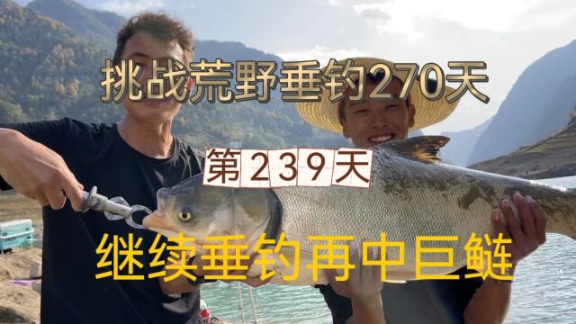 连续野钓第239天 天天都中巨物,再做河中最靓的仔