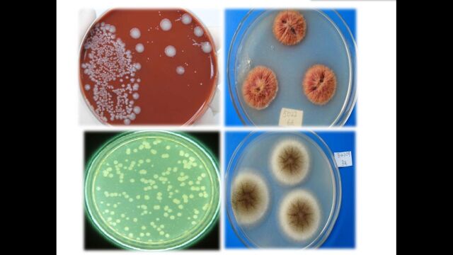 人教版八年级生物上册5.4.1细菌和真菌的分布