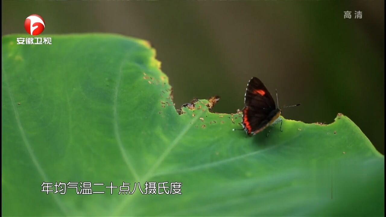 穿越海南的热带雨林,那里的生态环境,简直就是天堂|青春