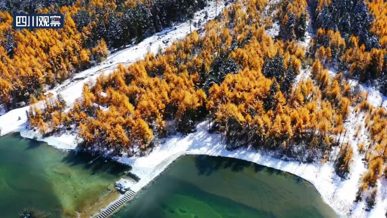 飞雪入画!毕棚沟迎来入冬后初雪