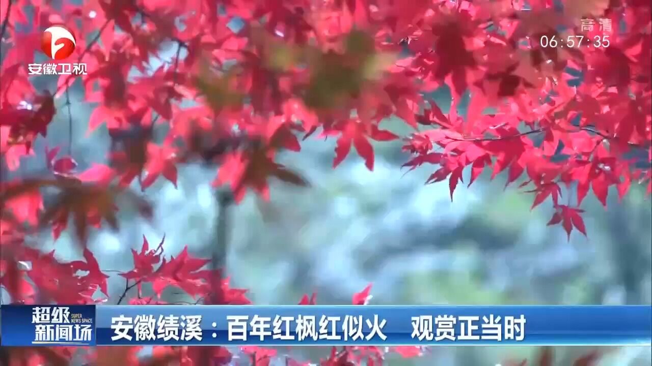 安徽绩溪:百年红枫红似火,观赏正当时