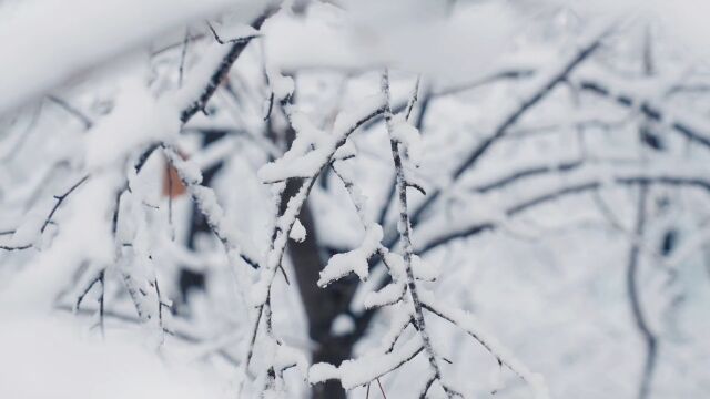 再美的文案,都不如这一场初雪……