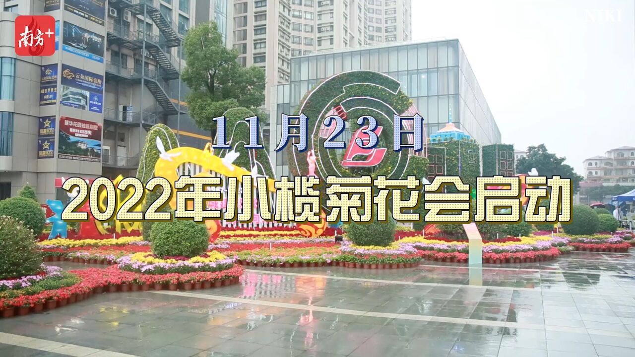 花情秋韵,雅致菊城!2022年小榄菊花会今日启动