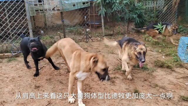 德牧发动总攻能否相亲成功,高狼犬表现令人生气