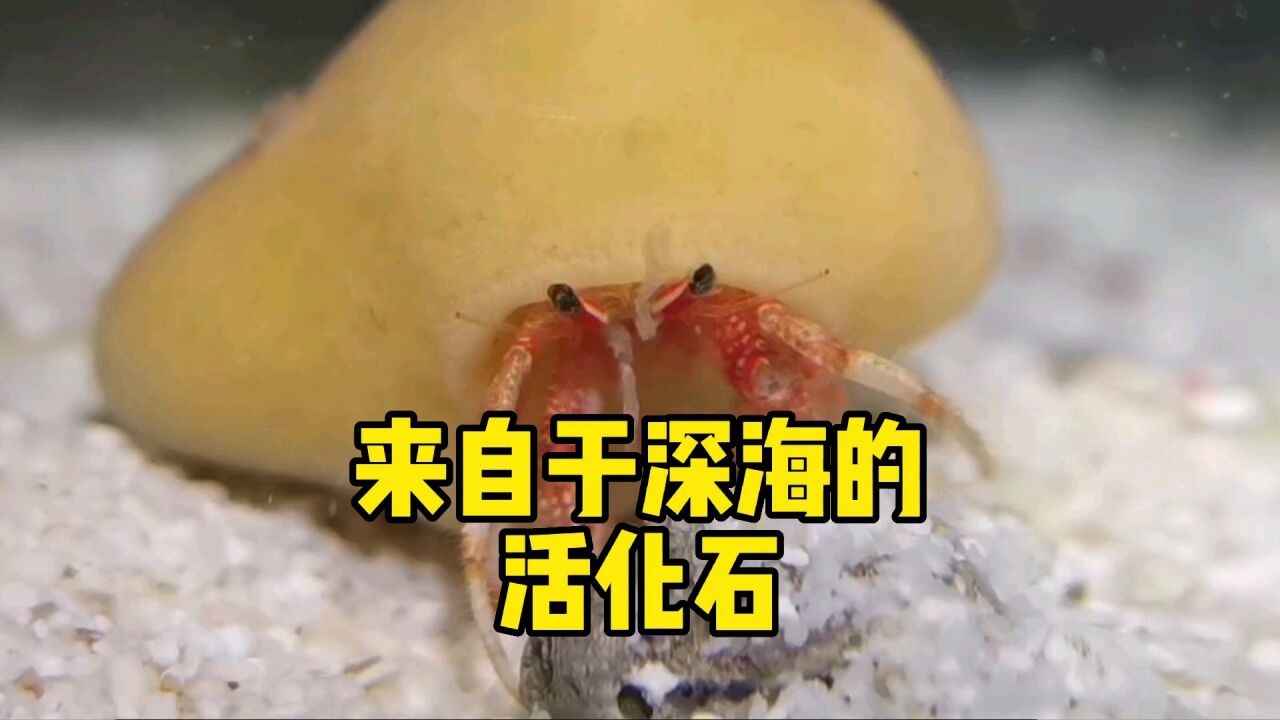 神奇海洋生物:来自于深海的远古活化石