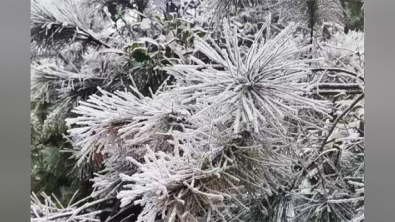 一夜寒潮 炎陵梨树洲迎来雾凇景观