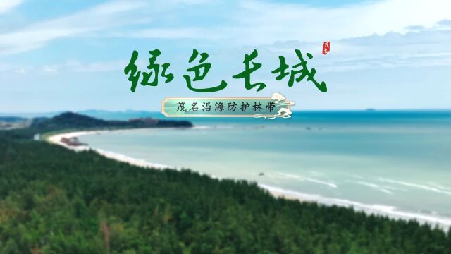 绿色长城茂名沿海防护林带#走进南粤森林