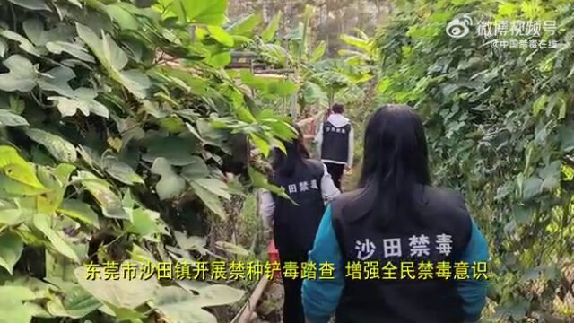 禁种铲毒为进一步提高群众自觉抵制非法种植毒品原植物的意识,使“种毒违法、种毒必铲、种毒必究”法制观念深入人心.近日