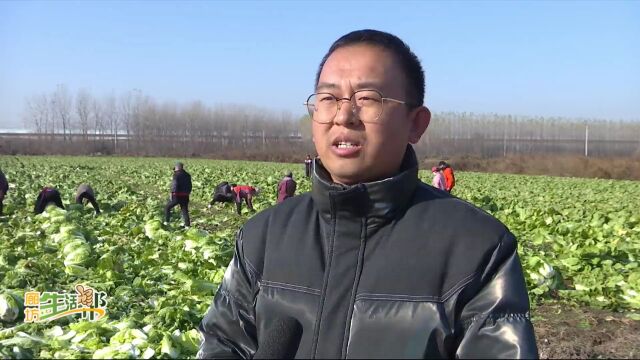 廊坊广电ⷥ…𓦳褸裀新时代 新征程 新伟业】香河县蒋辛屯镇:麦后抓复种 白菜喜丰收