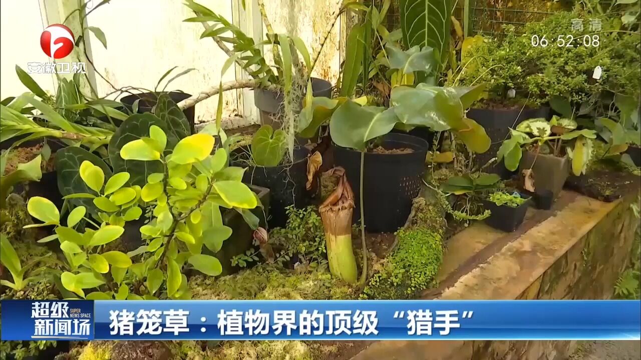 植物界的顶级“猎手”猪笼草,科普视频带你了解