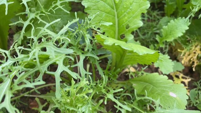 雪里蕻耐寒种植简单无虫害,种上1次可以吃到来年4月份长势好