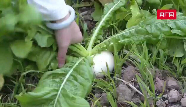 乡村振兴看重庆|赶水草蔸萝卜“云上”过节