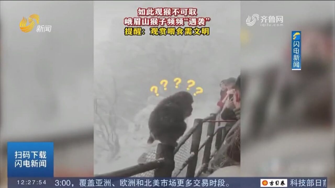 峨眉山的猴子频频“遇袭”,请文明观猴!