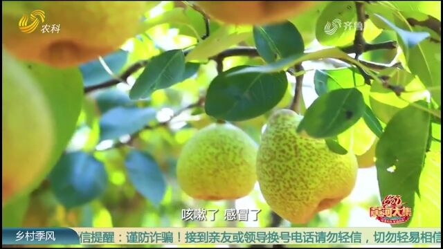 莱阳梨膏甄选百年梨树,沿用低温九炼九滤非遗传承技艺