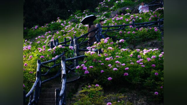 垫江:高质量建设明月山乡村振兴示范带,擦亮文旅新名片